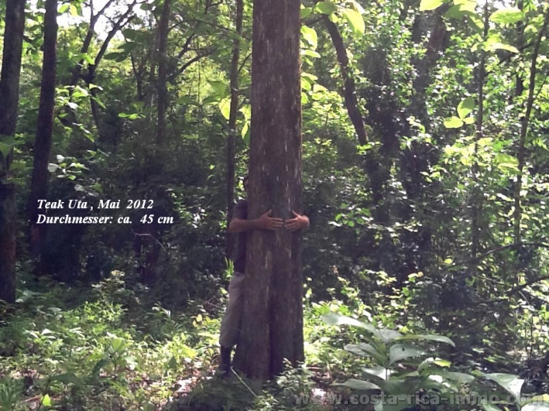 Costa Rica - 25 Jahre alte Teak - Plantage, auf 10.000 qm 